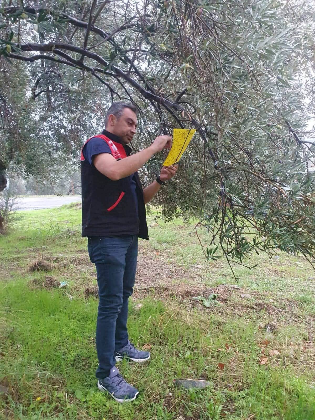 Zeytin Sineğine Karşı Mücadele Sürüyor