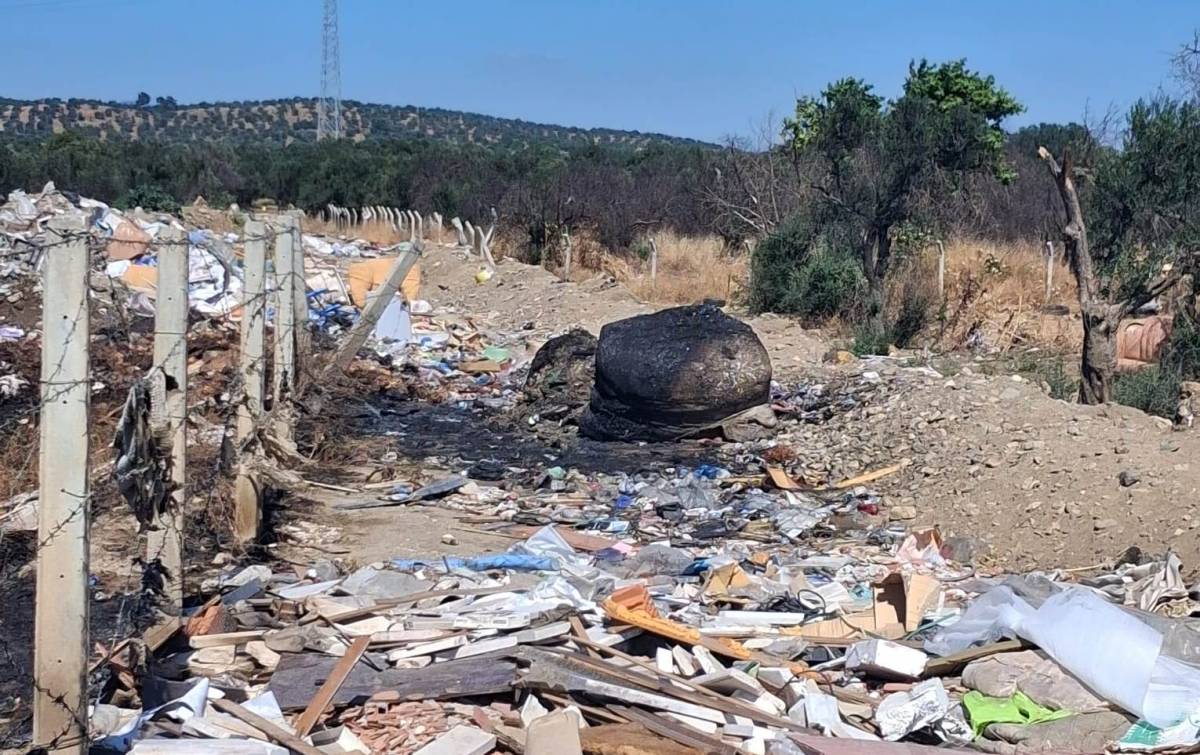 Edremit'te yangında 110 zeytin ağacı zarar gördü