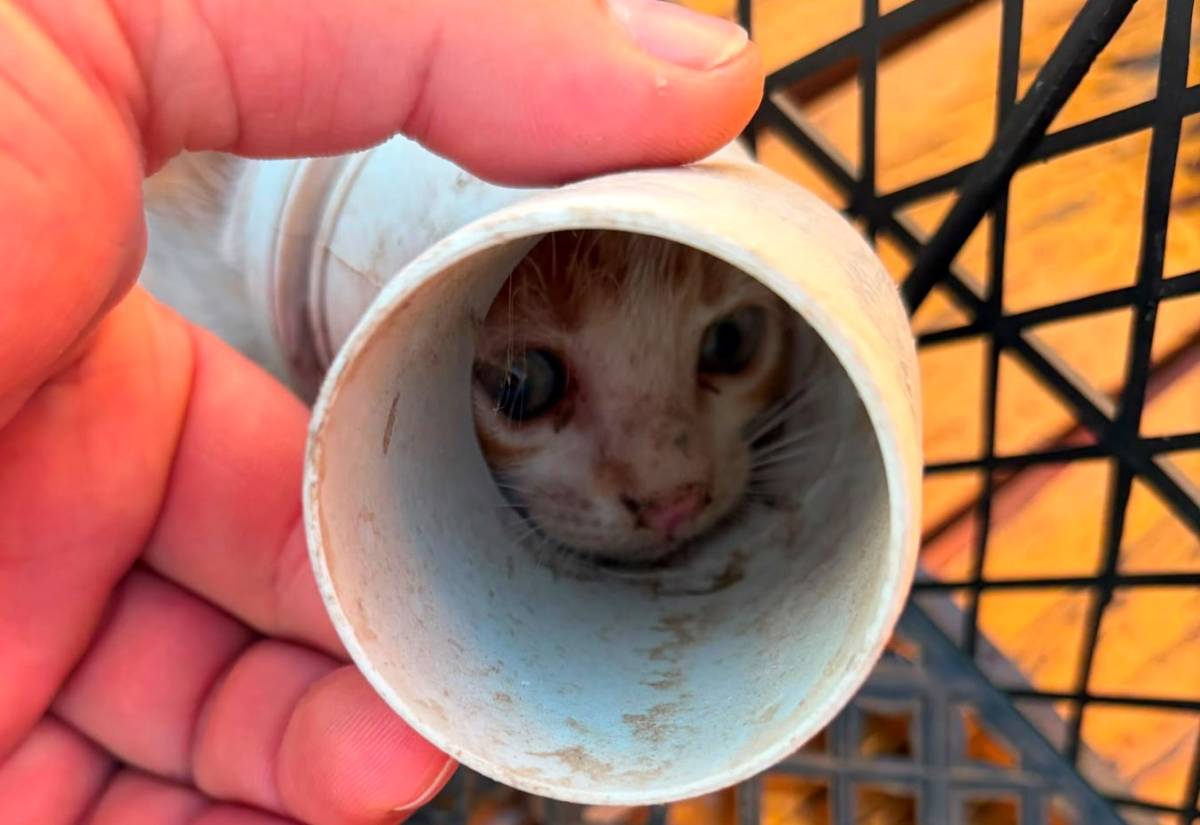 Yaramaz kedi PVC borudan kurtarıldı