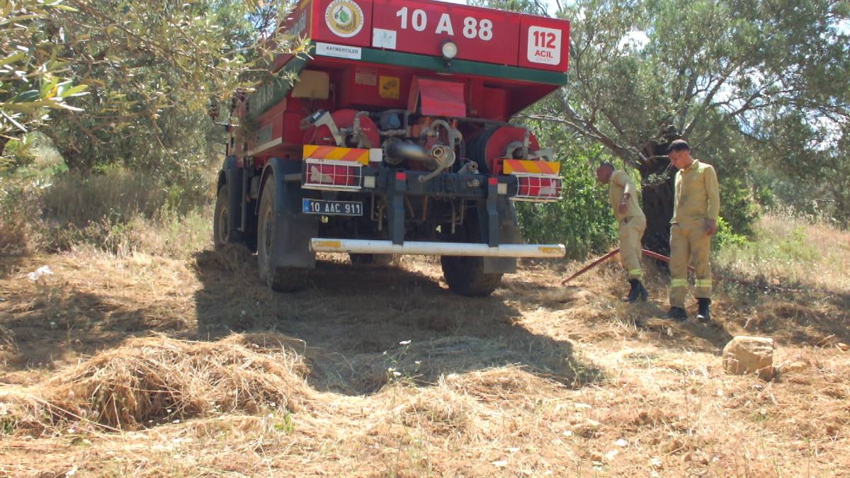 Burhaniye’de çıkan arazi yangınında çok sayıda zeytin ağacı zarar gördü