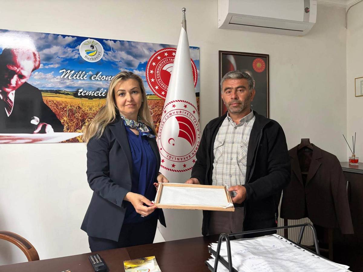 Burhaniye'de İpek Böcekçiliğinde ilk kozalar hasat edildi