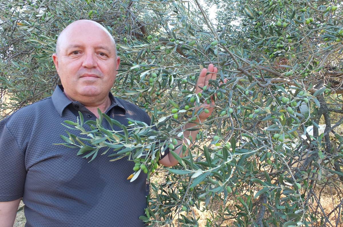 Burhaniye'de zeytin üreticisi devlet desteği bekliyor
