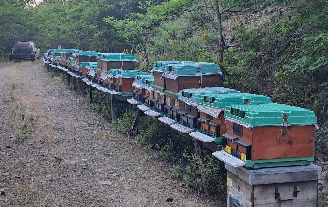 Kazdağlarında kestane balı hasadına başlandı