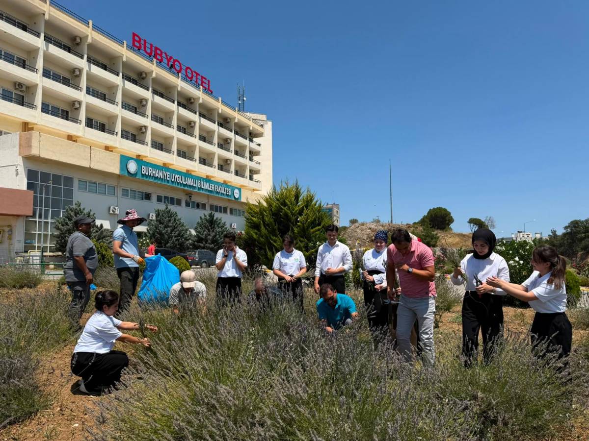 Burhaniye’de “Lavanta Kokulu Okul”da hasat heyecanı