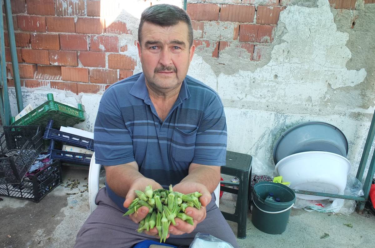 Burhaniye’de bamya üreticisine kazandırdı
